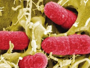 Batterio Killer: i germogli di fagioli potrebbero essere la causa