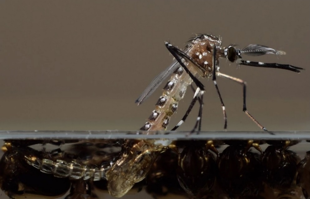 Zanzare assassine ogm per combattere le malattie tropicali